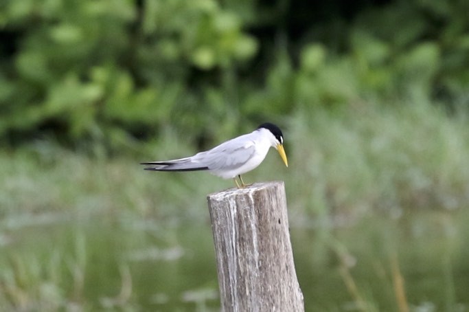 Least Tern - Knut Hansen