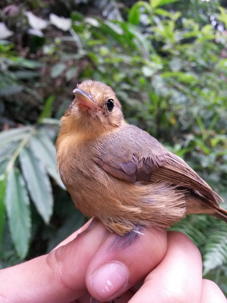 Slaty Antwren - Luis Mieres Bastidas