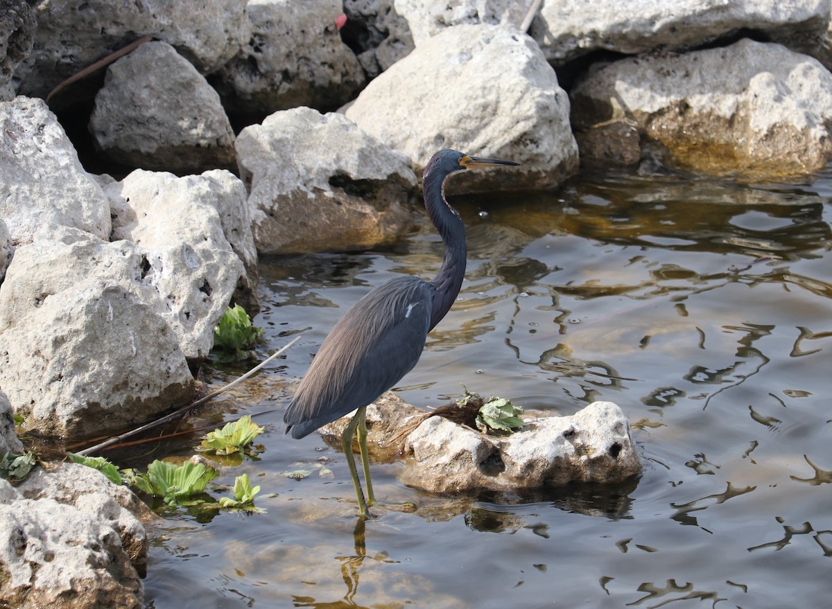 Tricolored Heron - ML405797621