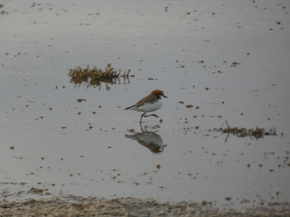 Red-capped Plover - Thomas de Heus