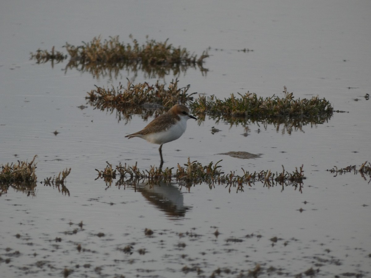 Red-capped Plover - ML405798111