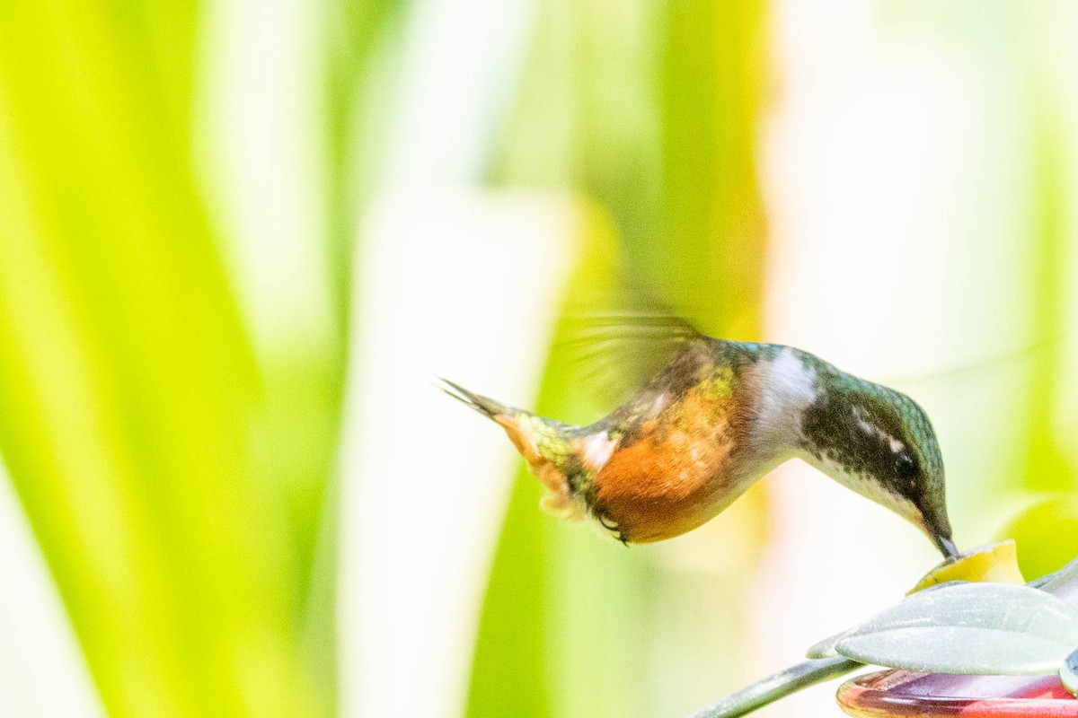 Magenta-throated Woodstar - Sue Wright