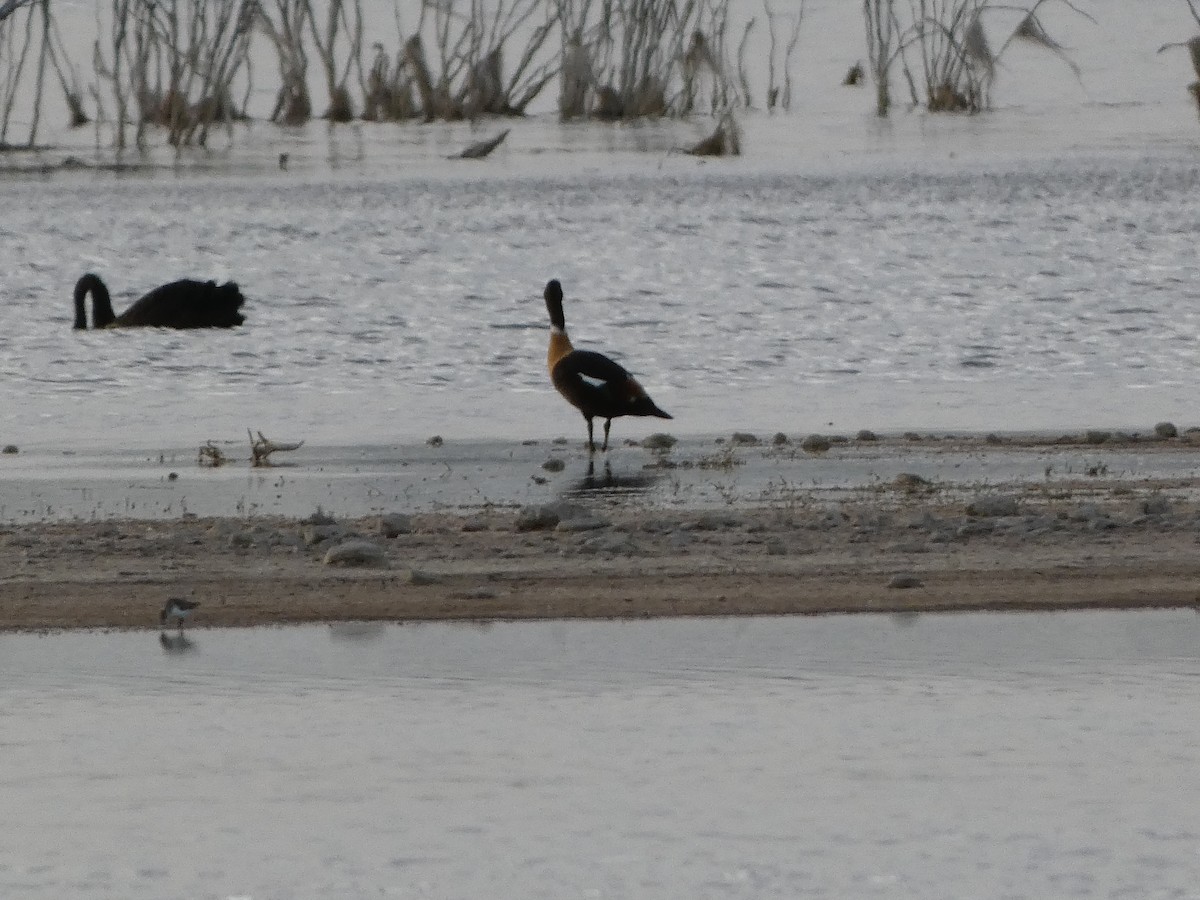 Australian Shelduck - ML405798211