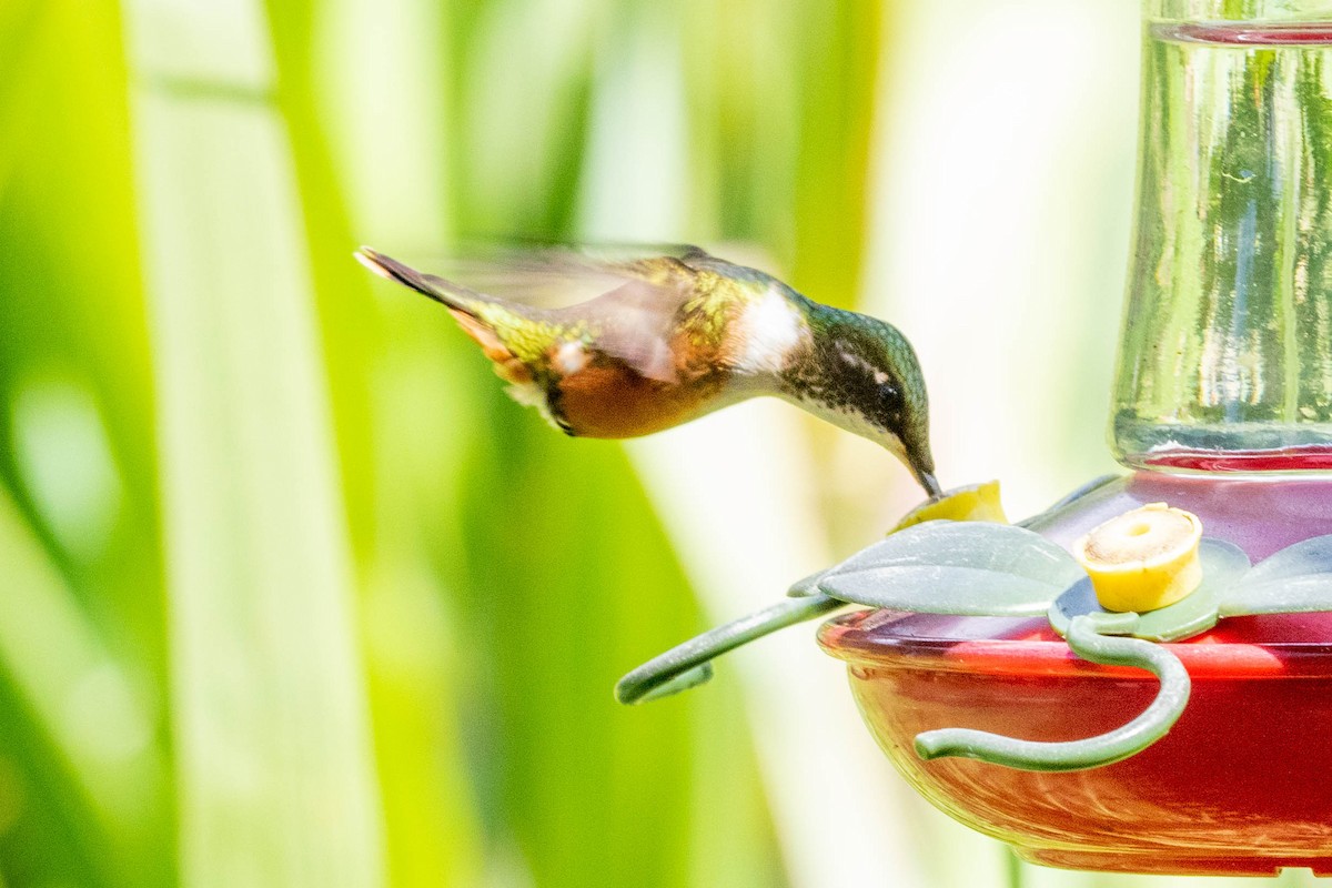 Magenta-throated Woodstar - Sue Wright