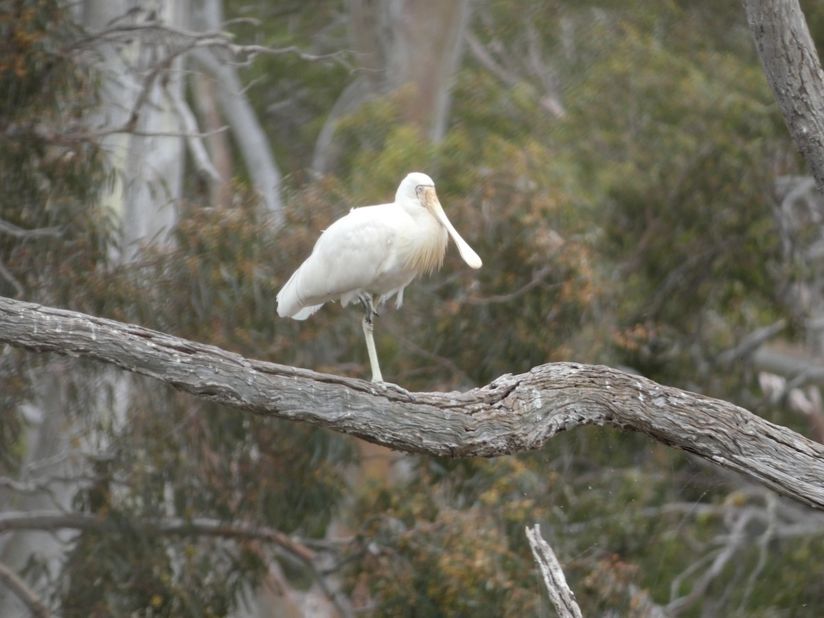 Yellow-billed Spoonbill - ML405799301