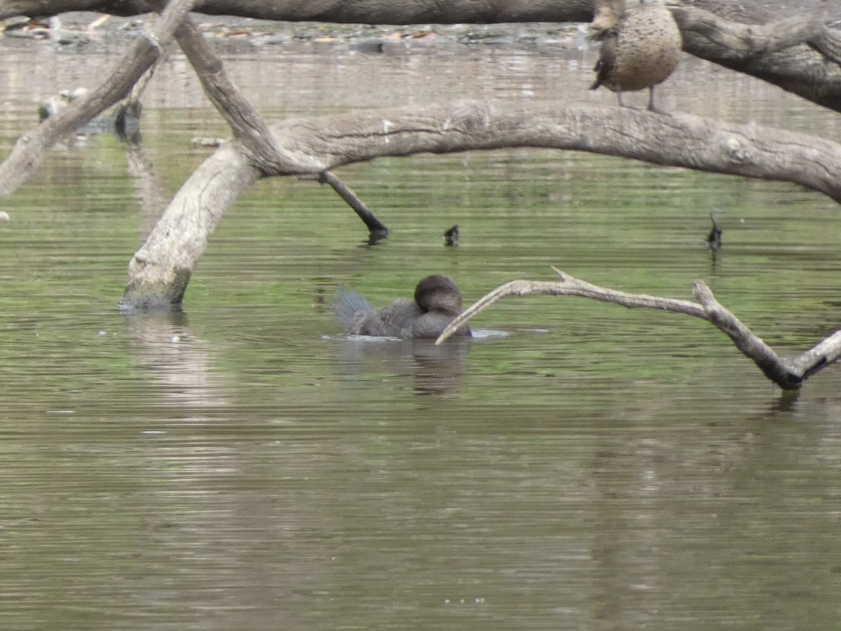 Musk Duck - ML405799491