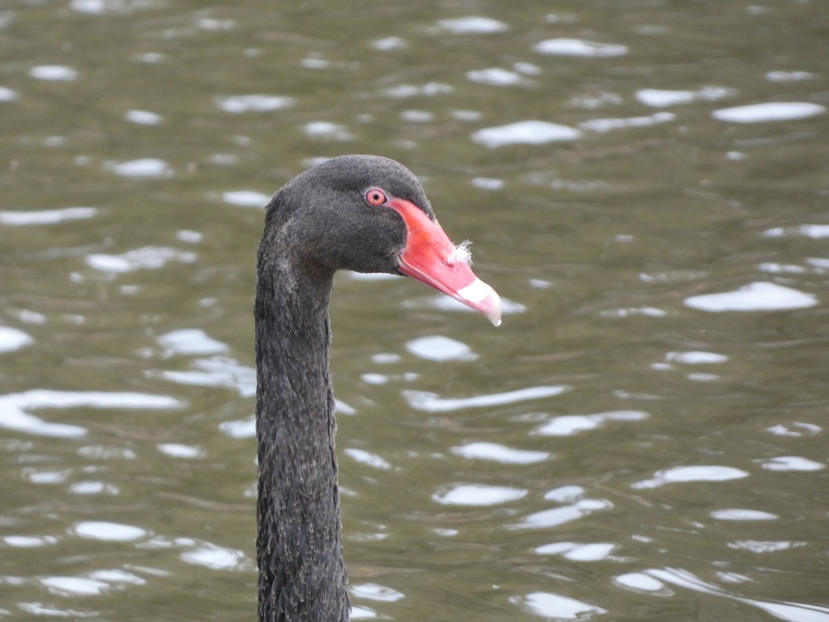 Black Swan - Thomas de Heus