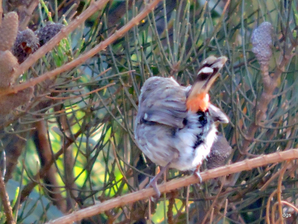 Shy Heathwren - ML40580041