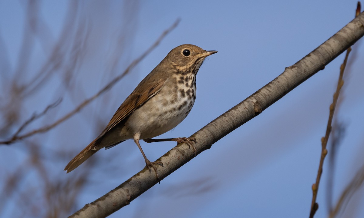 Hermit Thrush (guttatus Group) - ML405801451