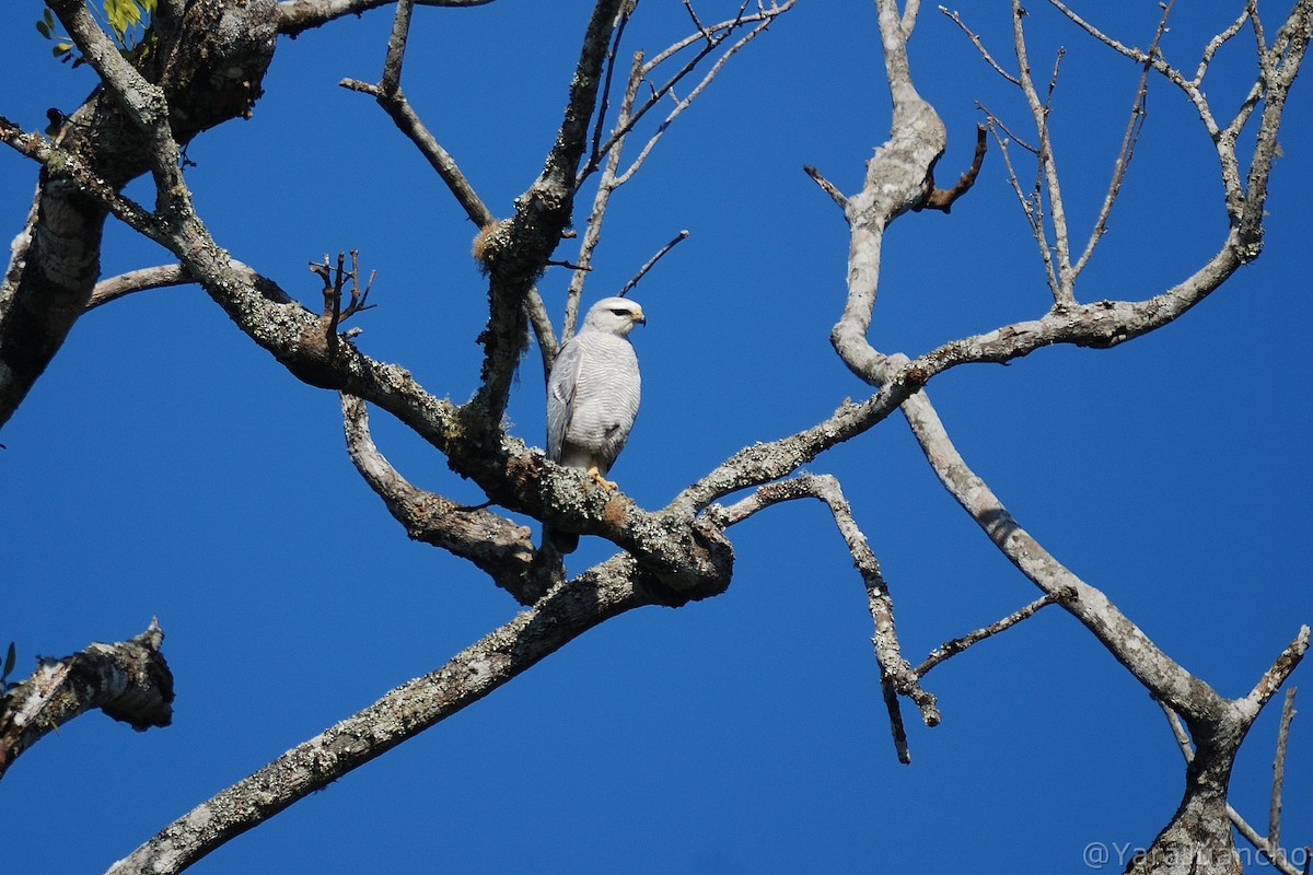 Gray-lined Hawk - ML405802021