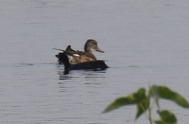 Gadwall - ML40580291