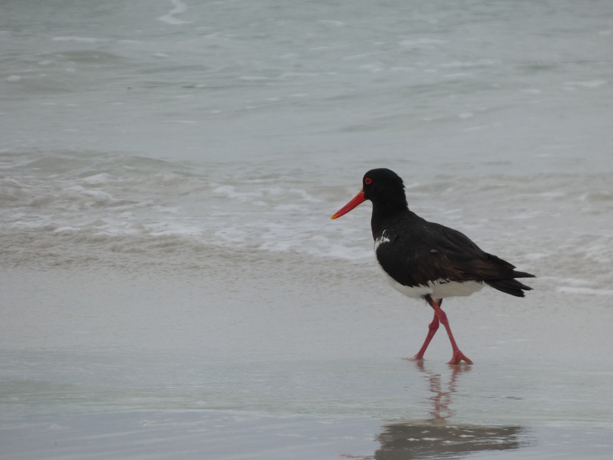 Pied Oystercatcher - ML405803301