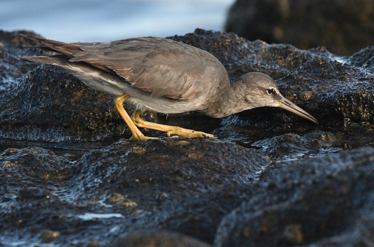 Wandering Tattler - Michael Daley