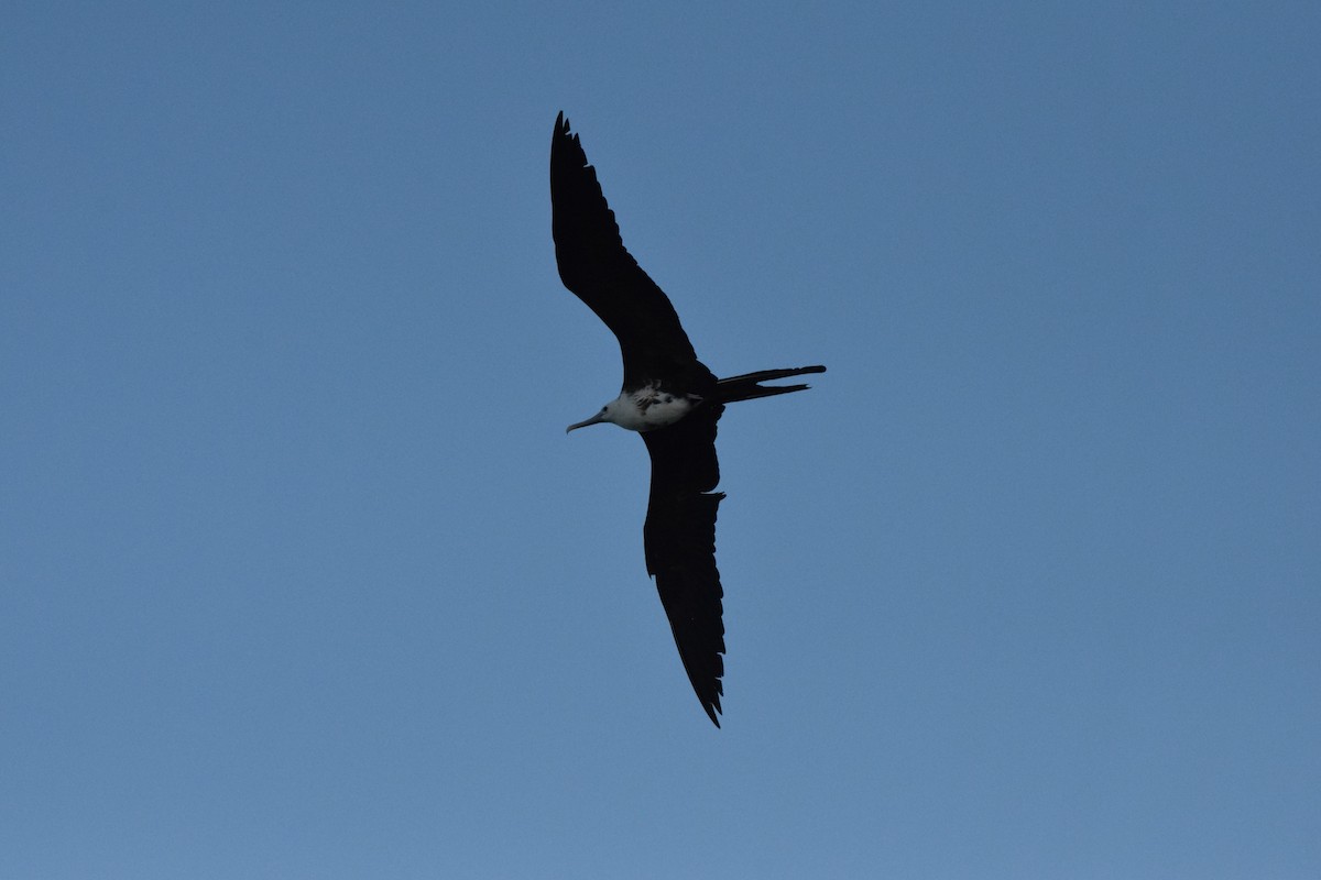 Magnificent Frigatebird - ML405803471