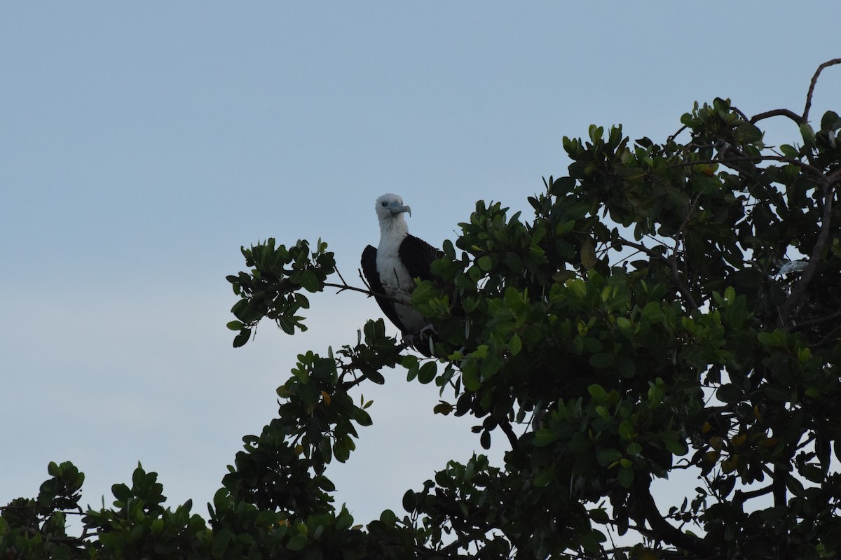 Magnificent Frigatebird - ML405803541