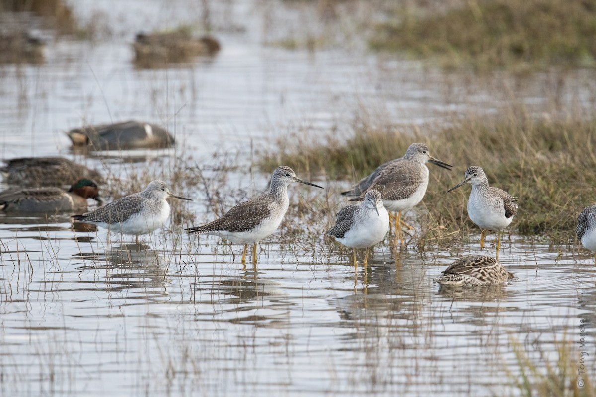 Greater Yellowlegs - Tony V