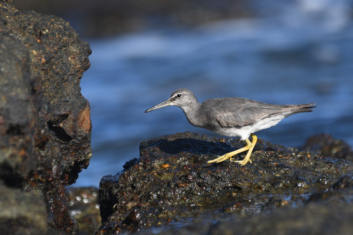 Wandering Tattler - Michael Daley