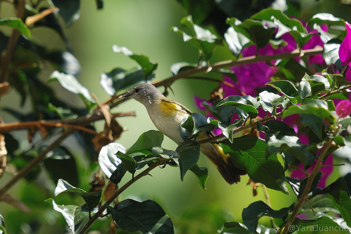 American Redstart - ML405804121