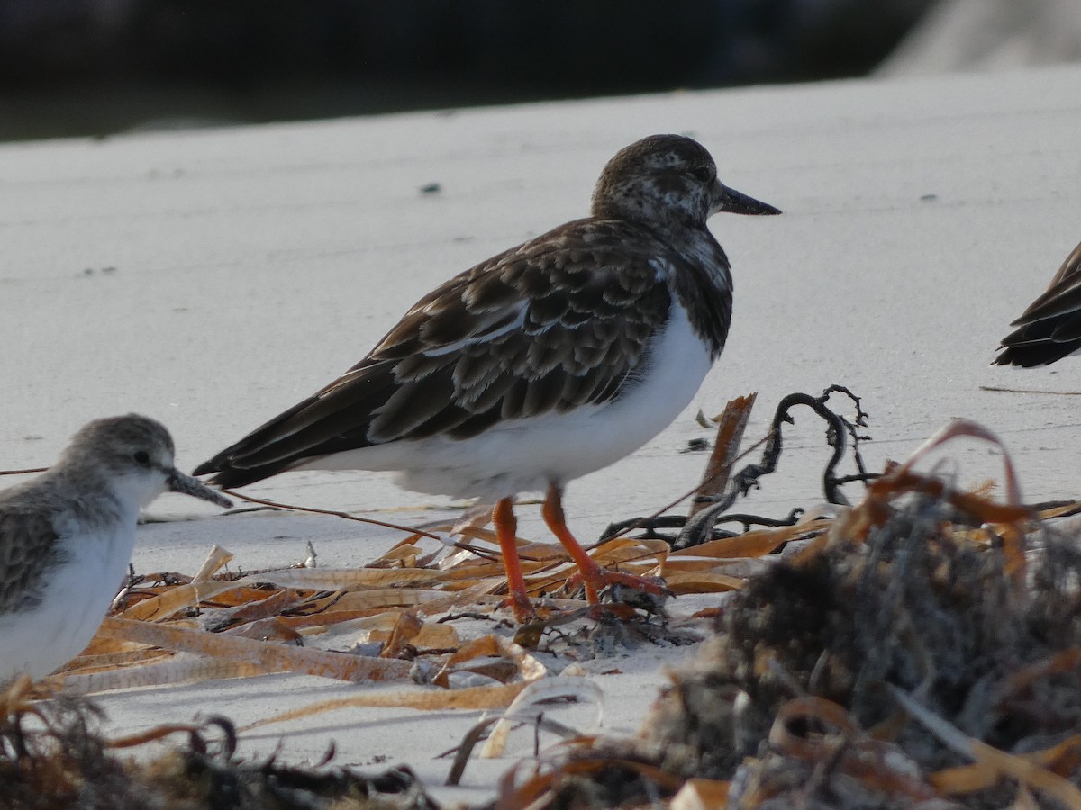 Ruddy Turnstone - ML405805401