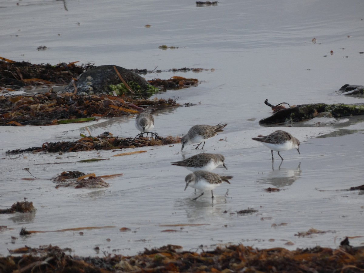 Rotkehl-Strandläufer - ML405806941