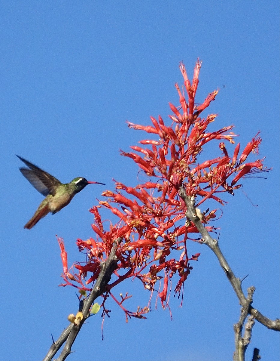 Xantus's Hummingbird - Howie Nielsen