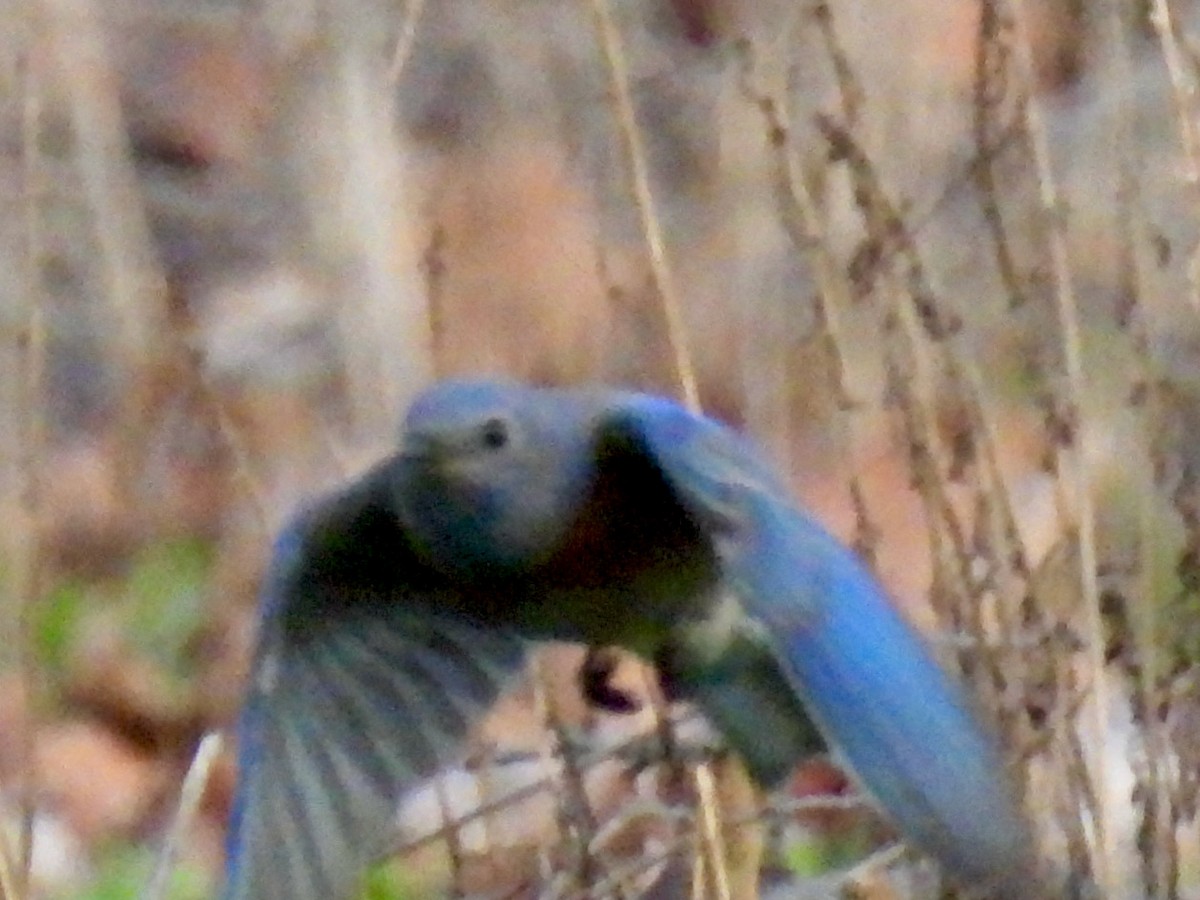 Western Bluebird - Martha Wild