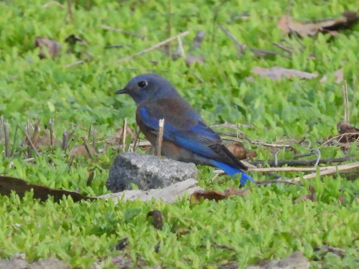 Western Bluebird - Martha Wild