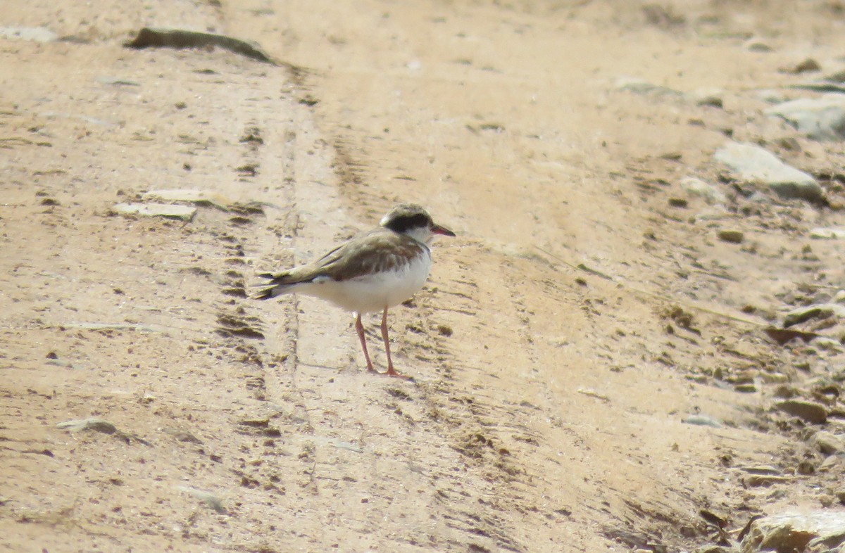 Black-fronted Dotterel - ML405810481