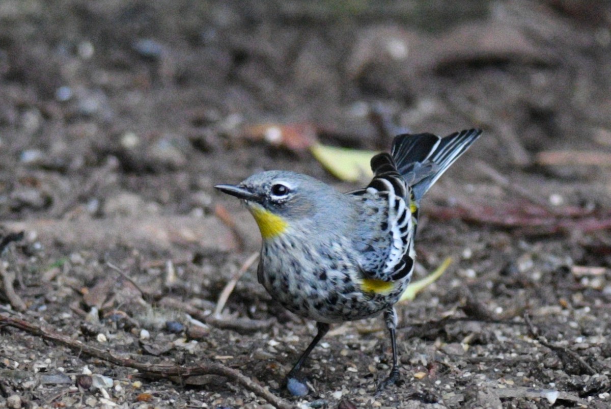 Yellow-rumped Warbler (Audubon's) - Max Brodie