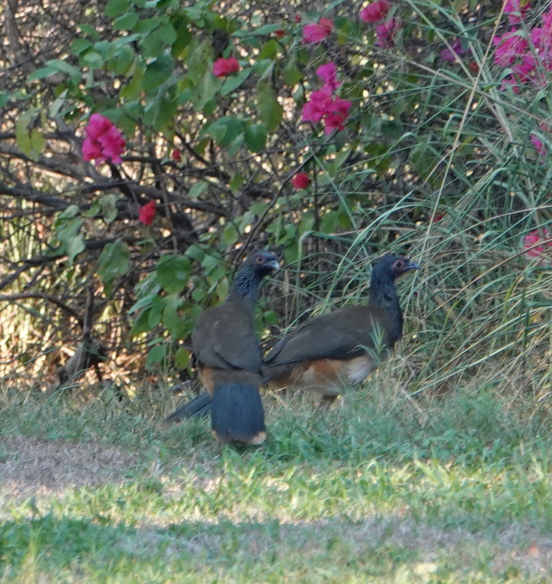 West Mexican Chachalaca - ML405810641