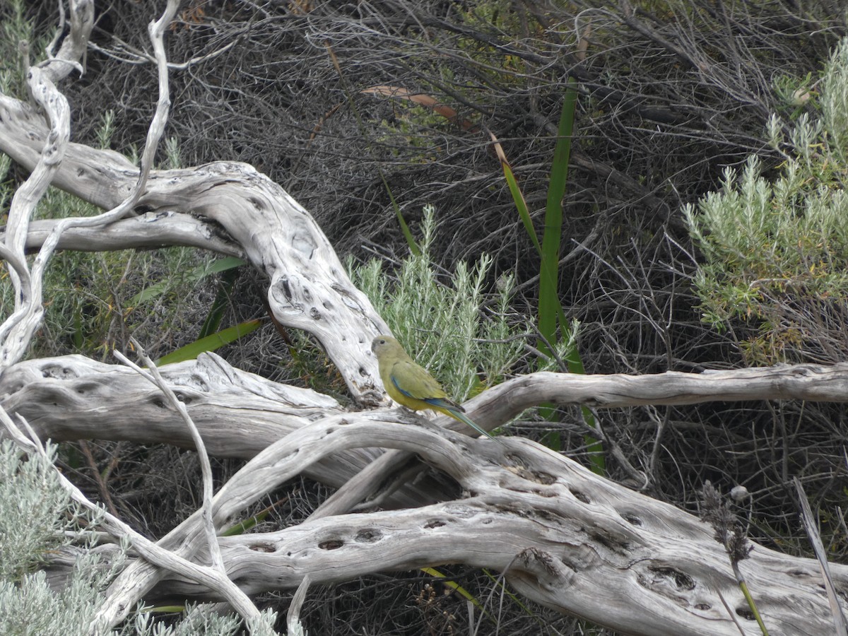 Rock Parrot - Thomas de Heus