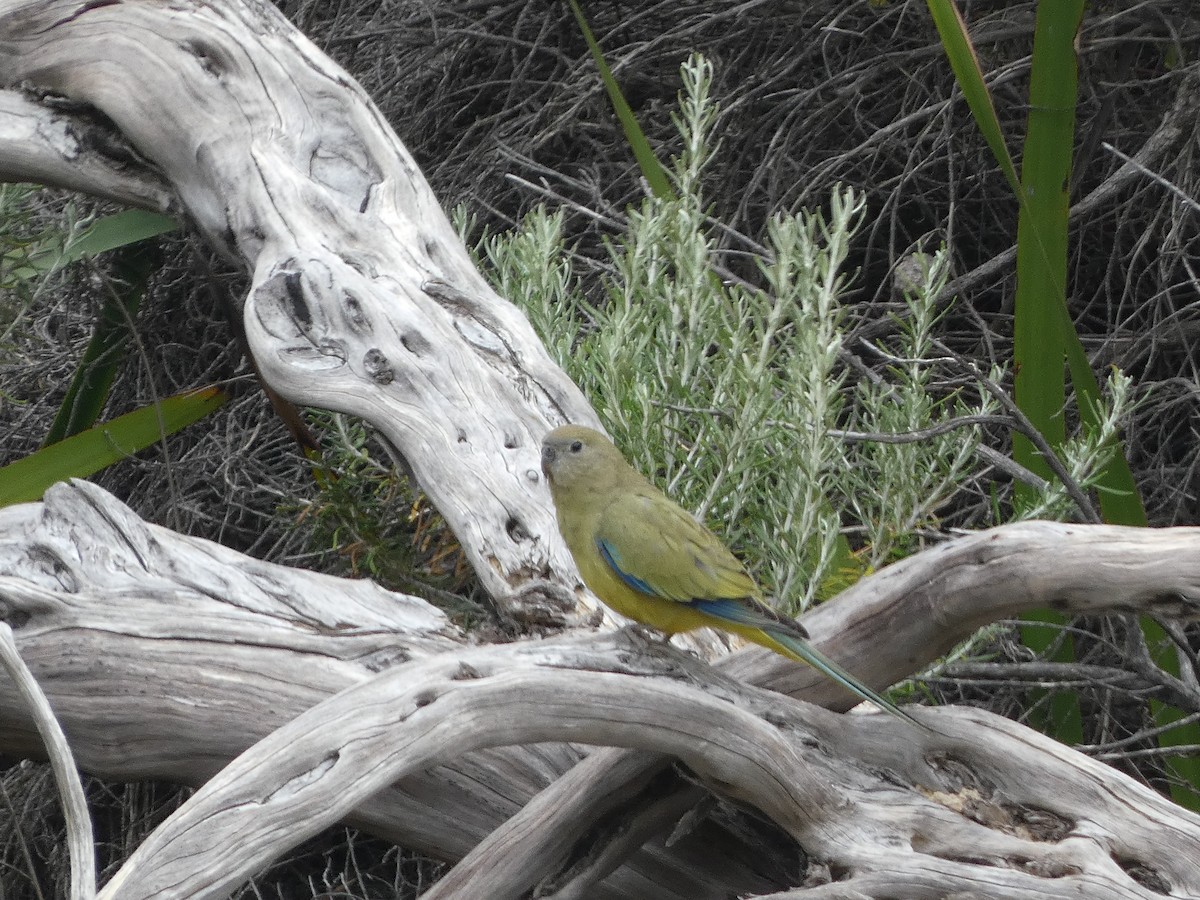 Rock Parrot - ML405811901