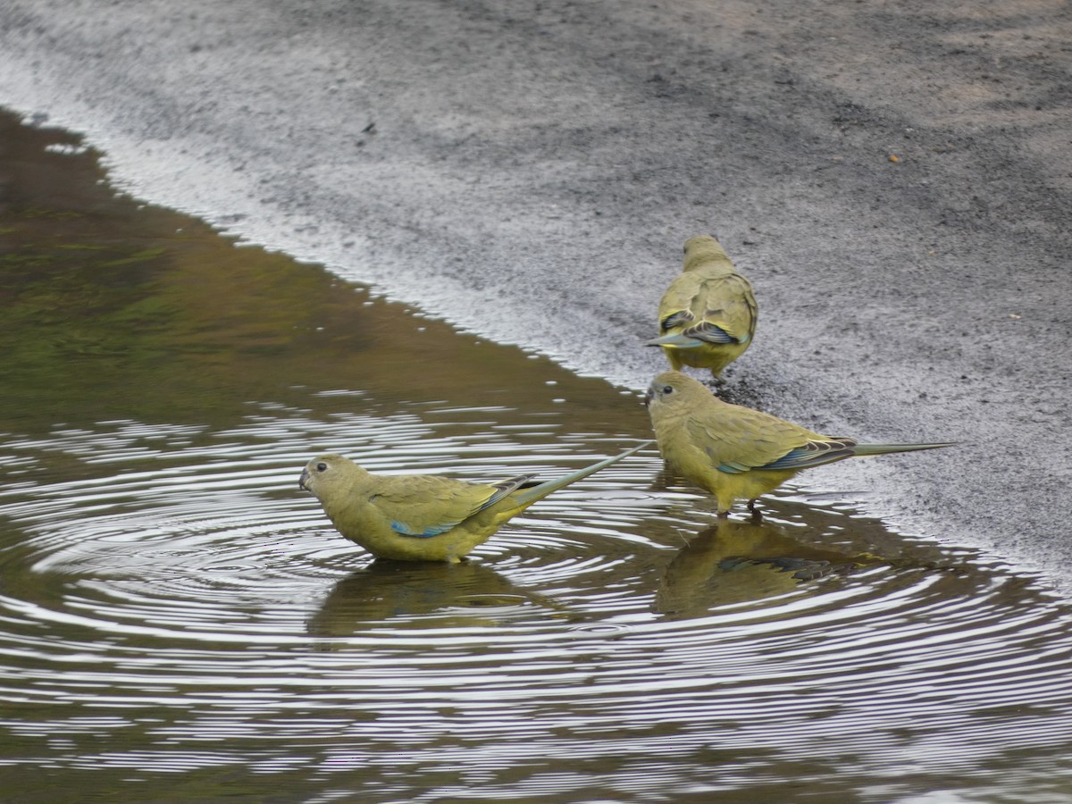 Rock Parrot - ML405812031