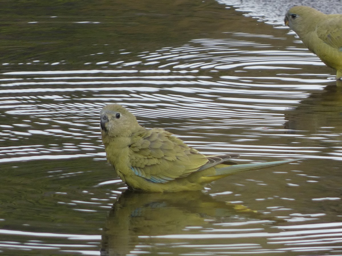 Rock Parrot - ML405812081