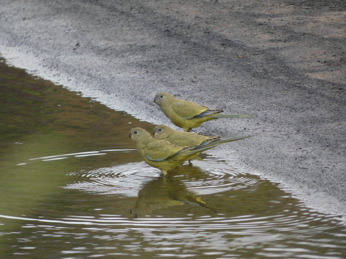 Rock Parrot - ML405812161