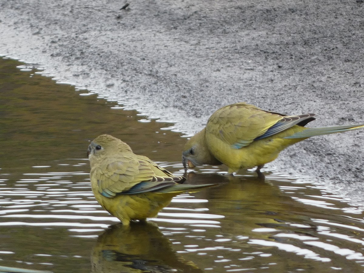 Rock Parrot - ML405812191