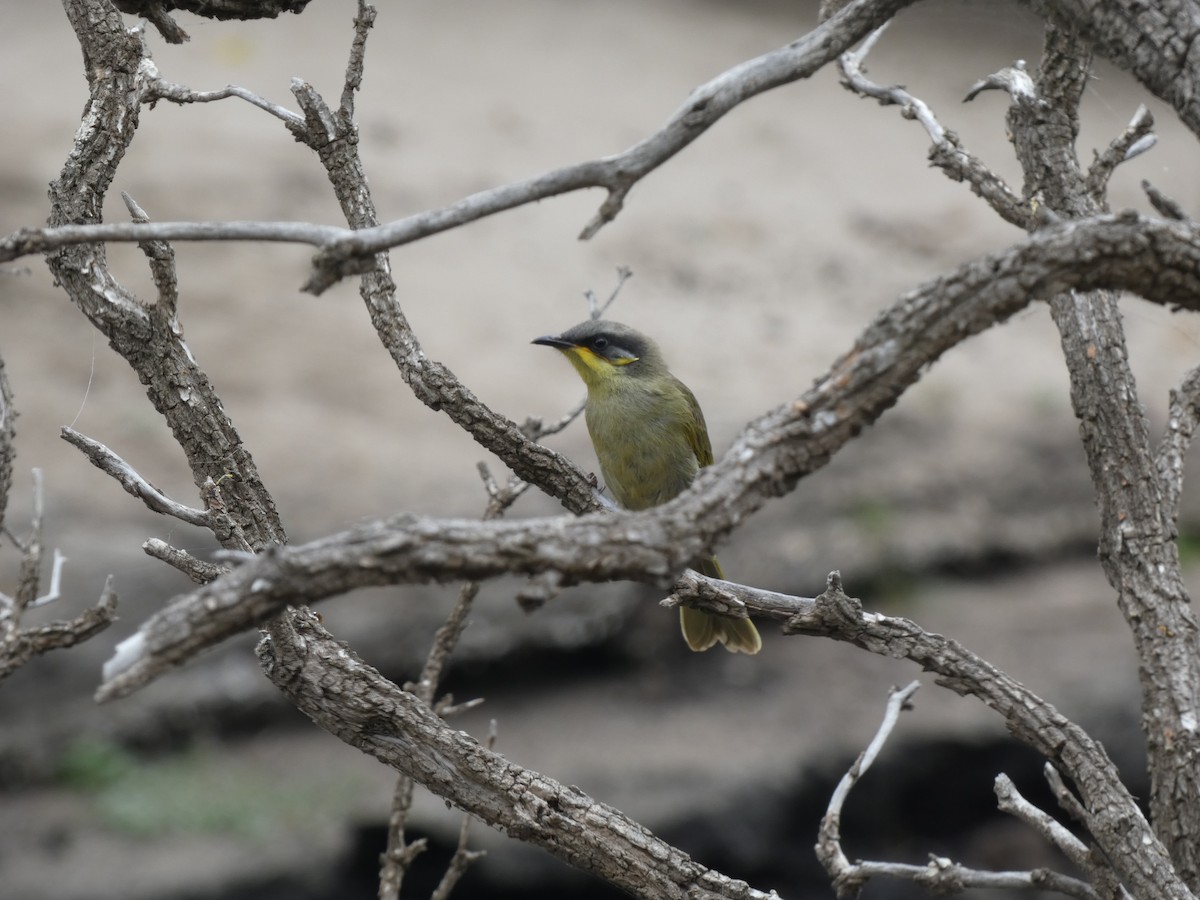 Purple-gaped Honeyeater - Thomas de Heus