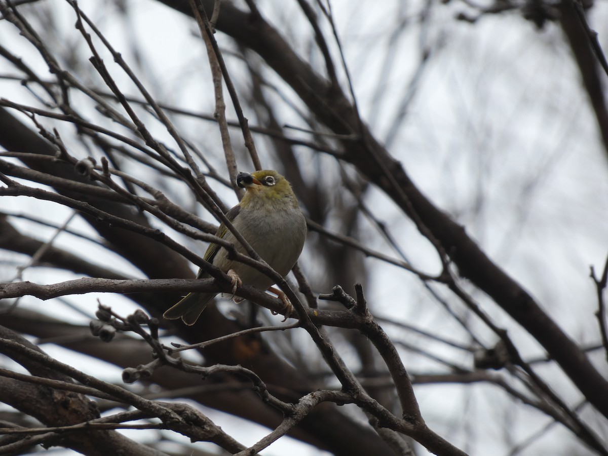 Silvereye - ML405813321