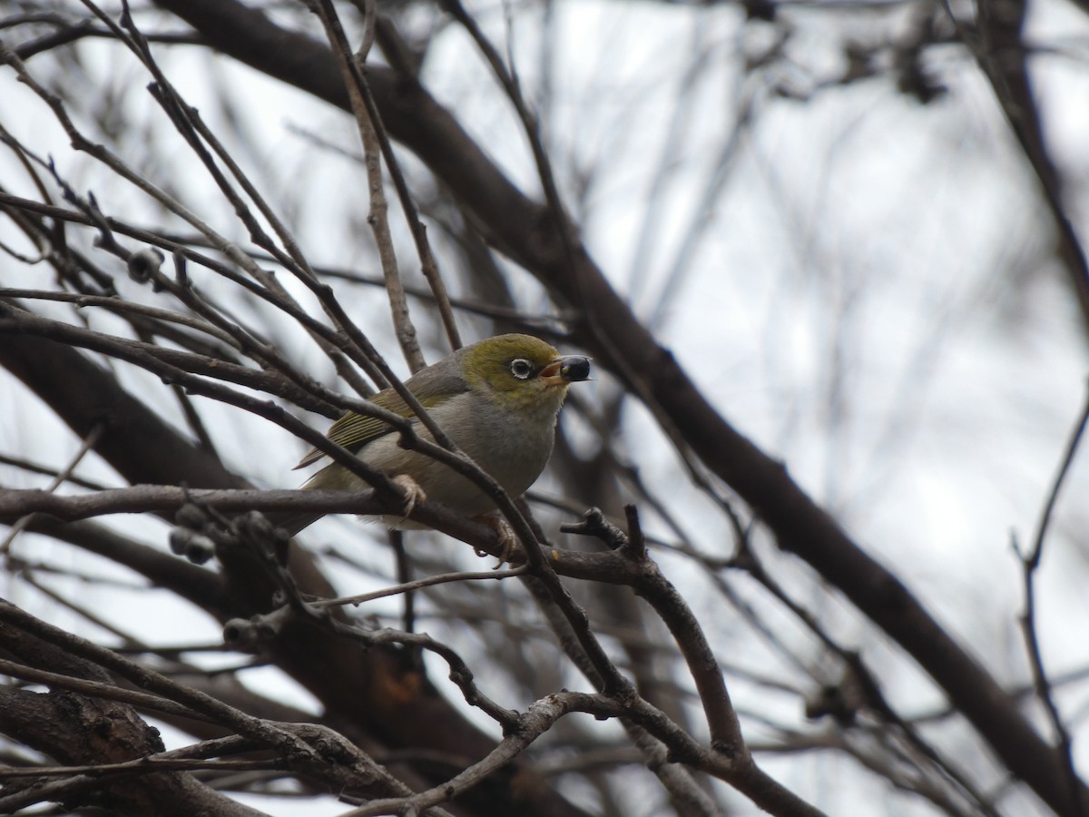 Silvereye - ML405813421