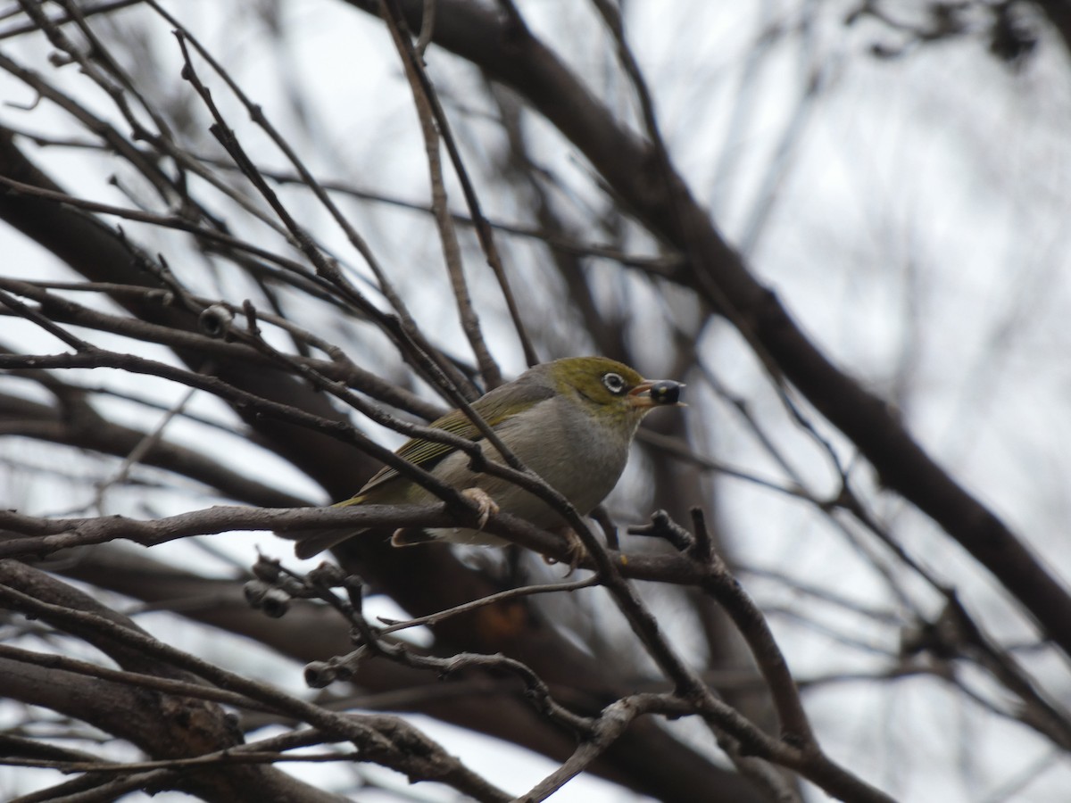 Silvereye - ML405813491