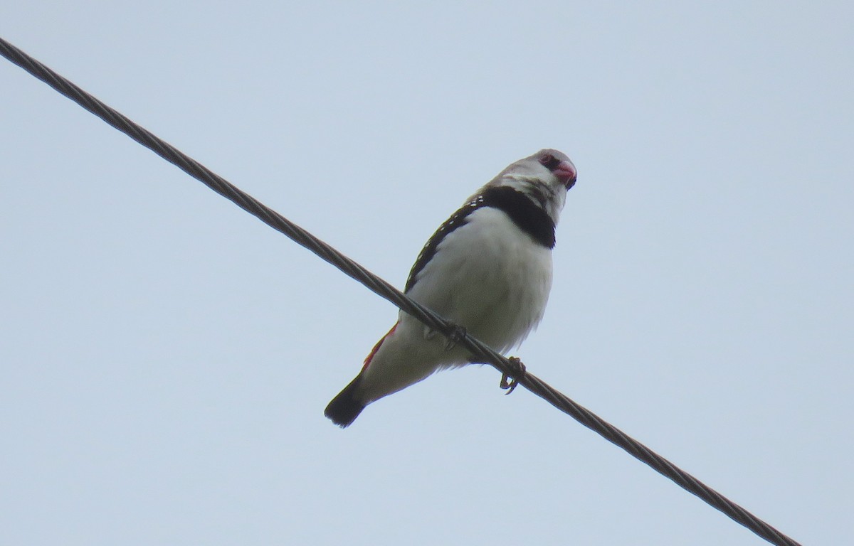 Diamond Firetail - ML405813761