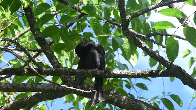 Yıldızlı Drongo - ML405813861