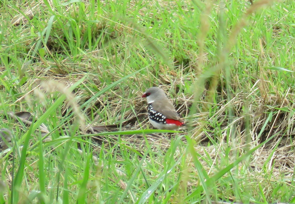 Diamond Firetail - ML405814001