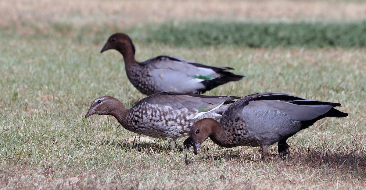 Maned Duck - ML405814051