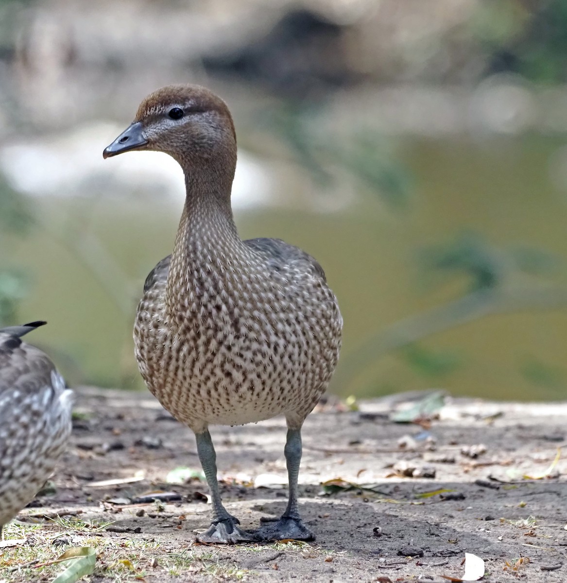 Pato de Crin - ML405814131