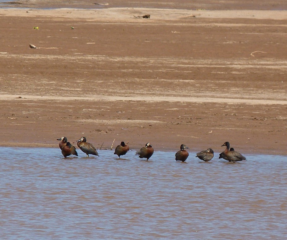 White-faced Whistling-Duck - ML405814651