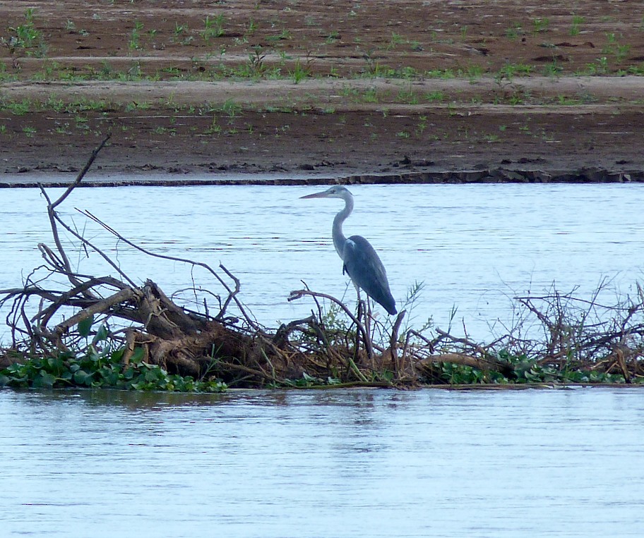 Gray Heron - ML405814711