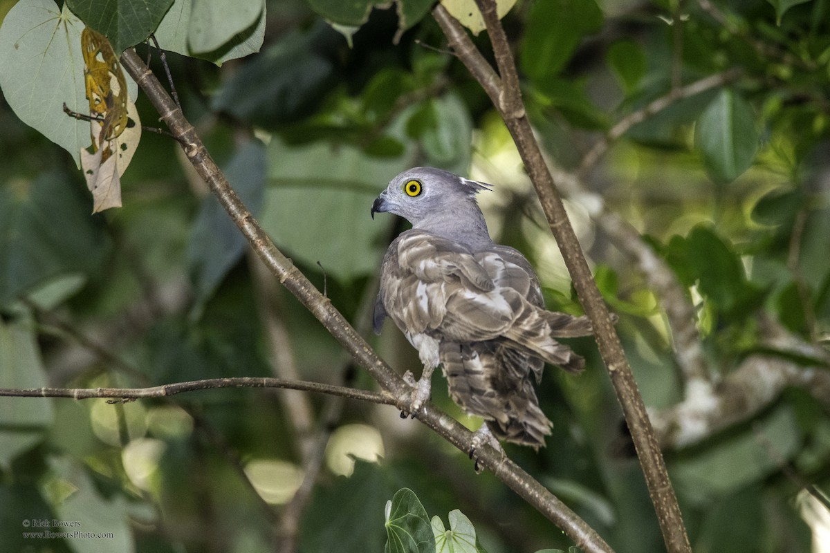 Pacific Baza - ML405814881