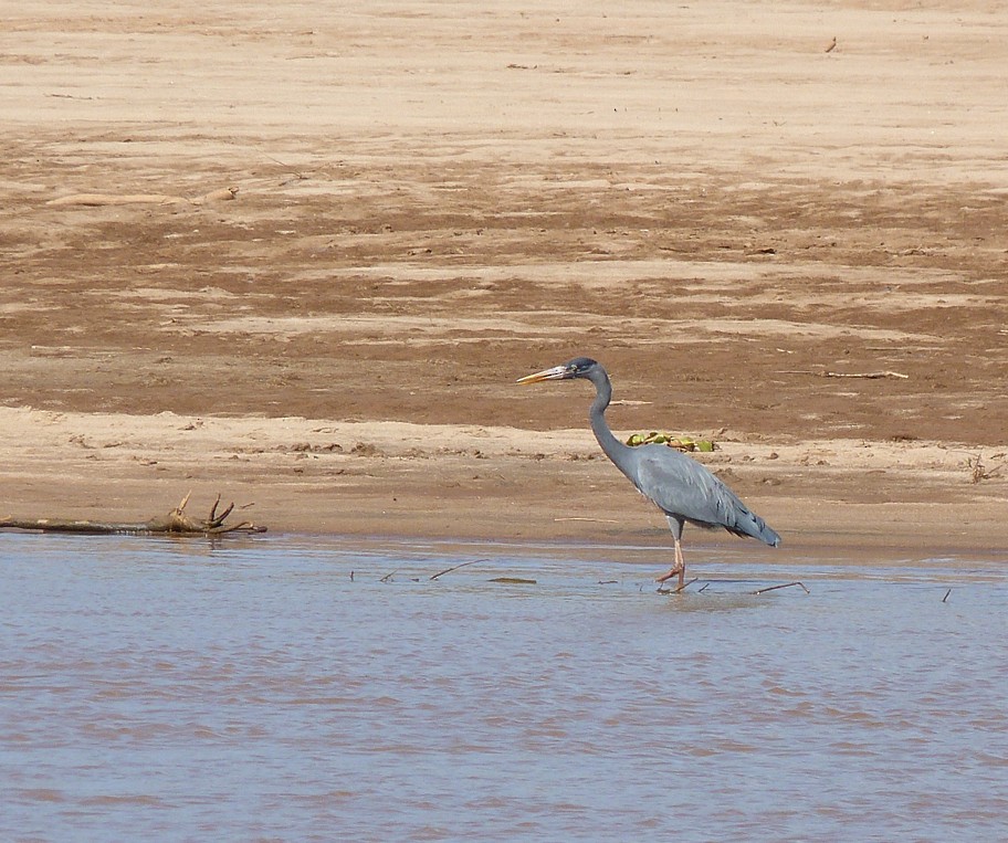 Humblot's Heron - ML405814981