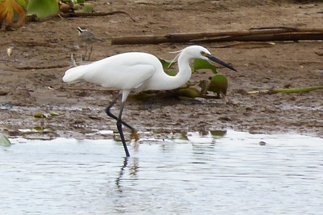 Little Egret - ML405815031